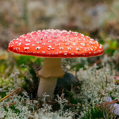 Amanita Muscaria poisonous mushroom