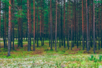 Obraz premium Pine forest green landscape