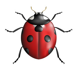 creative ladybug illustration