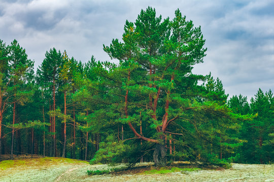 Pine forest green landscape