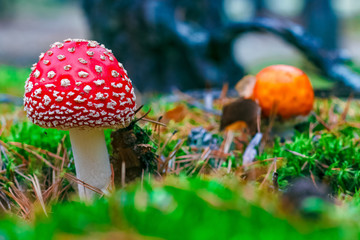 Amanita Muscaria poisonous mushroom