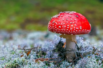 Amanita Muscaria poisonous mushroom