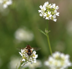 Skrzydlaty owad w paski zapylający siedzi na jasnym kwiatku, tyłem,  z bliska, ma rozłożone...