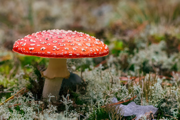 Amanita Muscaria poisonous mushroom