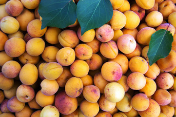 ripe apricots on a tree branch
