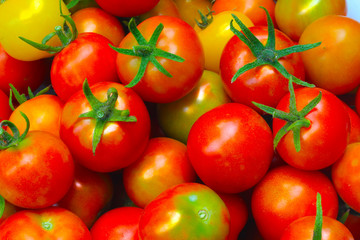 Many fresh red tomatoes