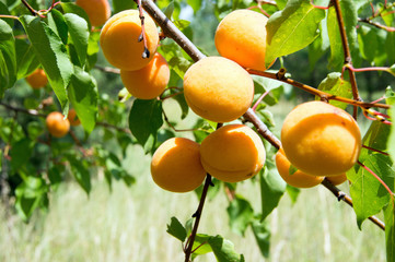 ripe apricots on a tree branch