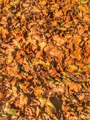 Closeup of Autumn leaves piled on the ground