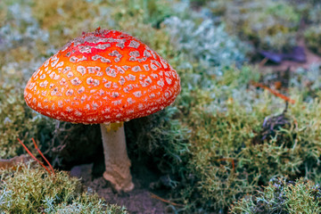 Amanita Muscaria poisonous mushroom