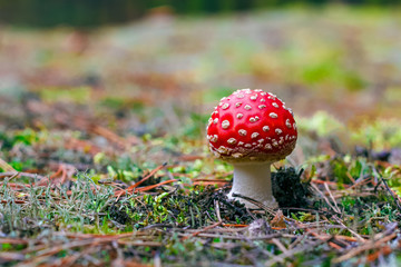 Amanita Muscaria poisonous mushroom