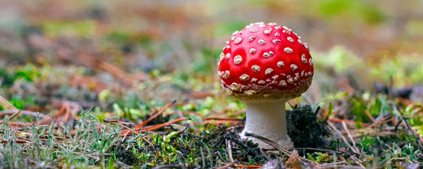 Amanita Muscaria poisonous mushroom