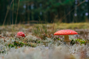 Amanita Muscaria poisonous mushroom