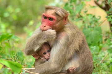 Mother and baby monkey