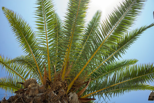Green Tropical Coconut Palm Trees in the Blue Sunny Sky