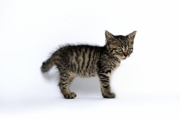 Obraz premium animals, cat, beauty, ear, emotion, empty, expression, eyes, young, domestic, domestic animal, domestic cat, domestic cats