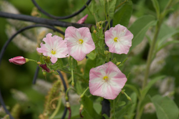 Fototapeta na wymiar Pink and Whiter Flowers