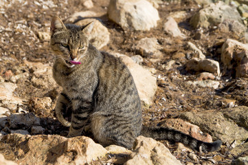 natural como la vida misma