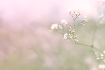 .Field grass on a soft toned background. Soft focus