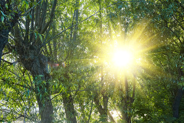 Sun rays and green tree