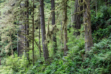 Fototapeta premium Ferns and Redwood Trees in Redwood National Park, Northern California