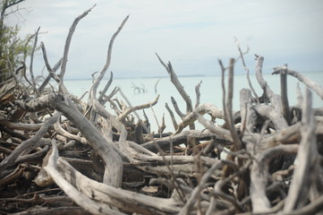 Branches on the beach of Cayo Jutias in the Pinar del Rio region in Cuba.