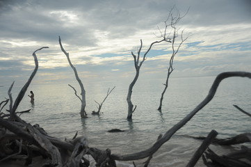 Branches on the beach of Cayo Jutias in the Pinar del Rio region in Cuba.