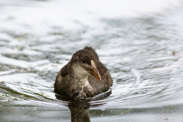 baby coot swimming towards camera