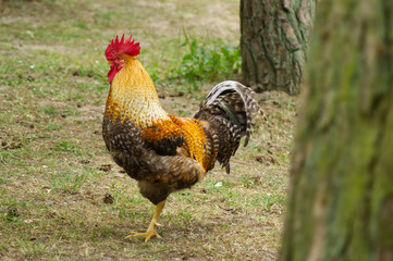 Beautiful rooster in a farm