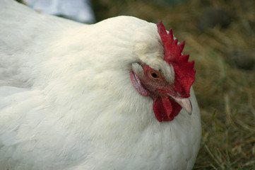 Portrait of a white chicken in a poultry farm