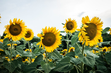 Obraz premium Sunflower