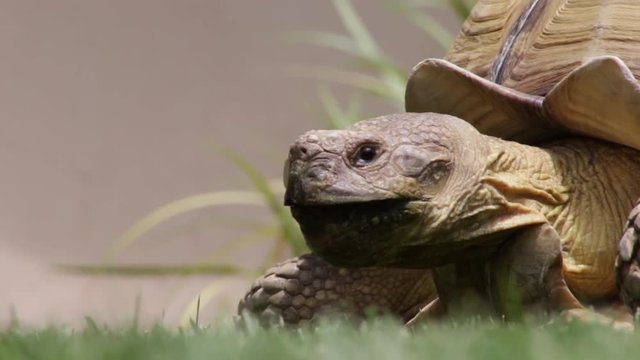 Zippy the tortoise walking in the grass