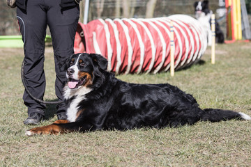 Portrait of a Bernese Mountain Dog living in Belgium