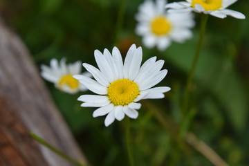 Daisies