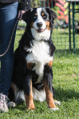 Fototapeta premium Portrait of a Bernese Mountain Dog living in Belgium
