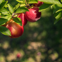 Ripe round plums on tree branch