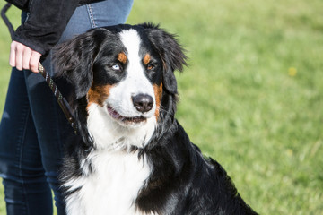 Portrait of a Bernese Mountain Dog living in Belgium