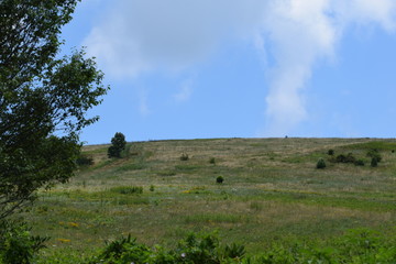 Obraz premium Hilly Meadow