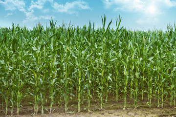 Summer landscape. Corn field