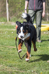 Portrait of a Bernese Mountain Dog living in Belgium