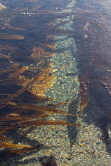 tidal seaweed