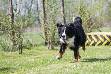 Portrait of a Bernese Mountain Dog living in Belgium