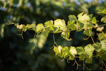 Wine grapevines