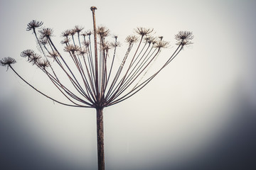dry flower in fog