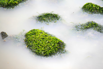 algenbewachsene Steine in milchigem Wasser am Ufer von Stralsund