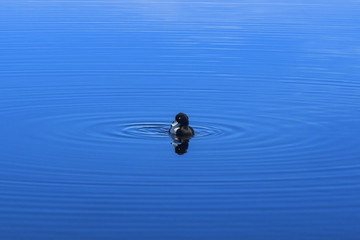 Black and white duckling on surface of blue lake