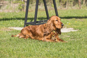 Portrait of a cocker living in Belgium