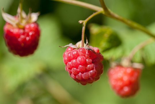 juicy ripe raspberry berries