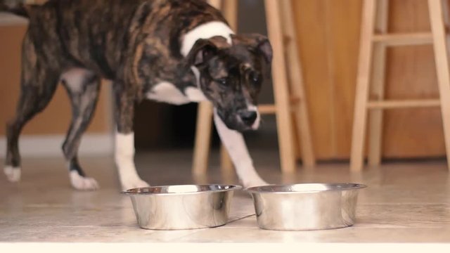 Leela, pet dog, enters shot and eats from her bowl