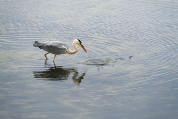 Fischreiher fängt Fisch im Wasser am Ufer von Stralsund