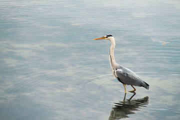 Fischreiher bei der Futtersuche im Wasser vor Stralsund